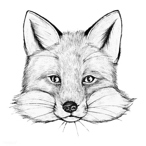 Cute Hand Drawn Fox Vector Premium Image By Marinemynt