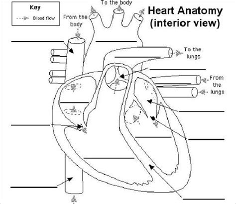 Heart Anatomy Worksheet Answers Exam Academy