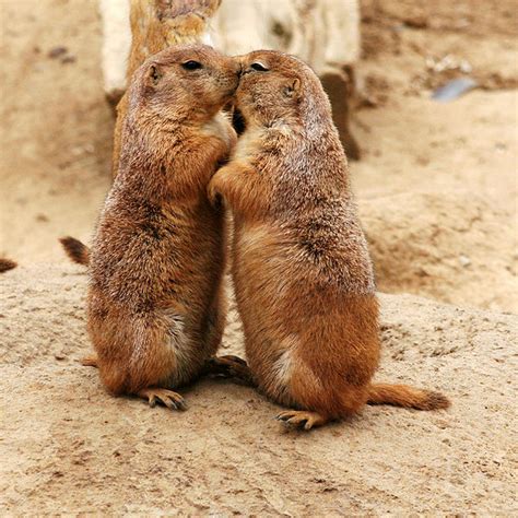 Lewis And Clarks Prairie Dog An Odyssey Frances Hunters