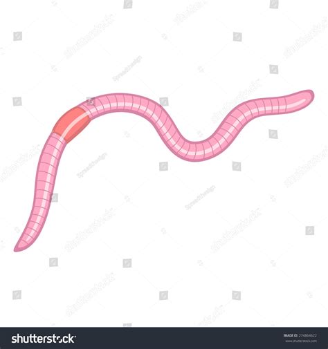 Earthworm Stock Vector Illustration 274864622 Shutterstock