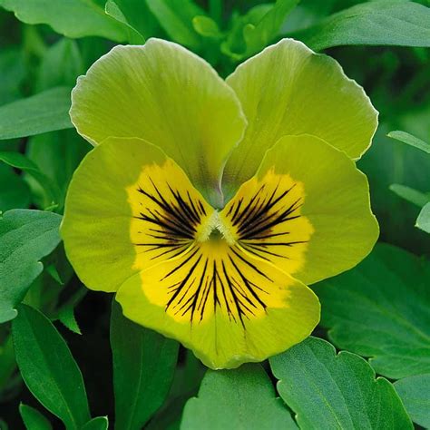 Green Goddess The Famous Pansy With Its Stunning Gradation Color