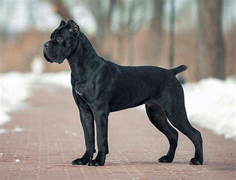 How Big Do Cane Corsos Get Learn More About This Breed