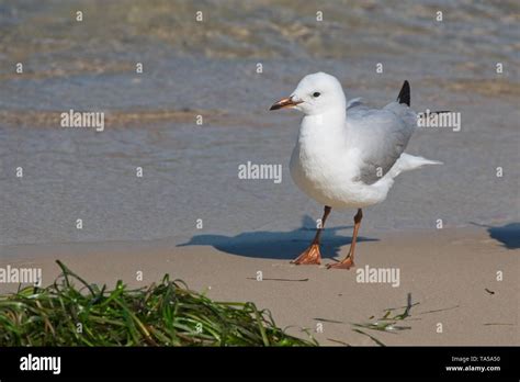 Australian Seagull Hi Res Stock Photography And Images Alamy