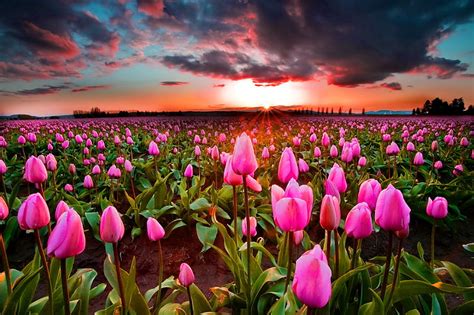 Hd Wallpaper Sunset Tulips Field Pink Flower Field Sky Wallpaper Flare
