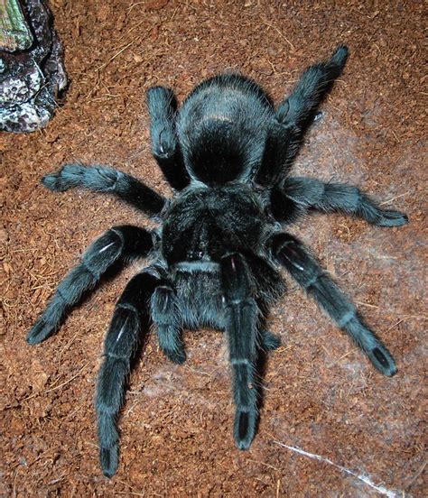 Typhochlaena seladonia, brazilian jewel tarantula, nachwuchs vereinzeln. Tarantulas - Discover - STQRY
