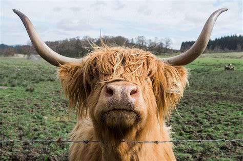 Highland Cow Aka Hairy Coo Of Scotland By Joey Pasco Scotland Animal