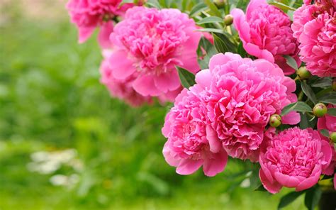 Flowering Plants Peonies Pink Flowers Bulbs Green Background Floral