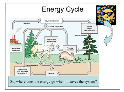 Energy Cycle Diagram Quizlet