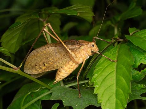 クツワムシ Orthoptera And Mantodea Of Japan · Inaturalist