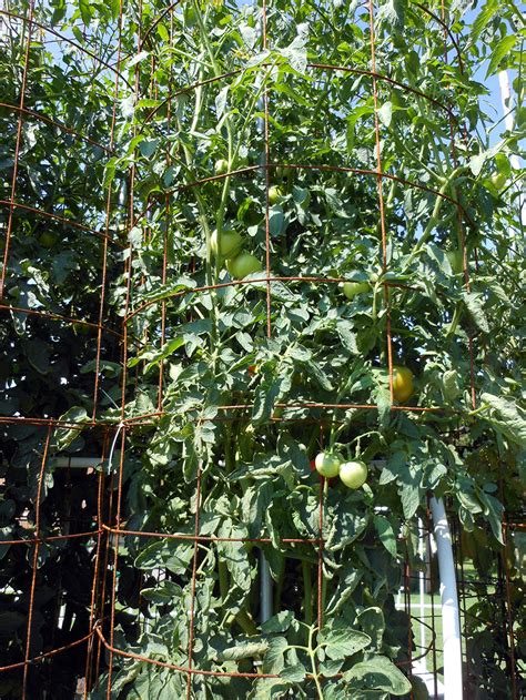 Waterstick Grow System The 20 Foot Tomato Plant