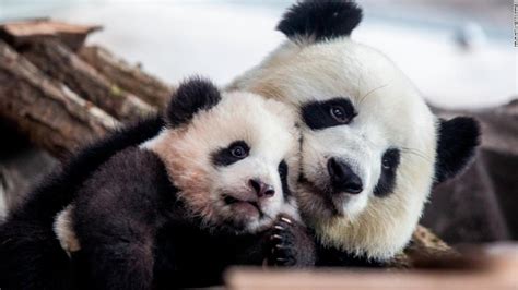 New Pandas Germanys First Baby Pandas Make Their Public Debut Cnn