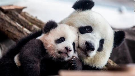 New pandas: Germany's first baby pandas make their public debut | CNN