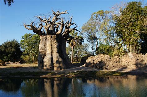 Baobab Tree And Water Photo Justin Miller Photos At
