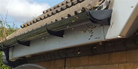 But this requires getting them out of your surroundings before it can be effective. Get Rid Of Pests On Your Council Property | Essex Pest ...