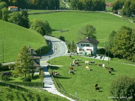 Gruyeres Switzerland Cows Grazing Green Pastures At Gruyeres