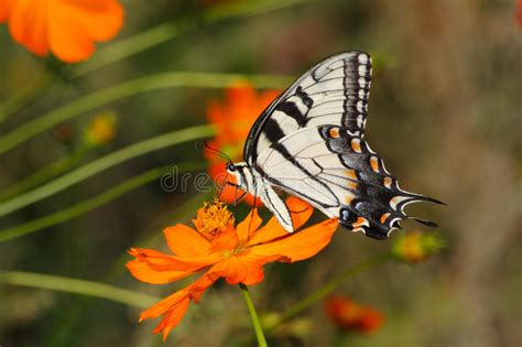 Tigre Del Este Swallowtail Foto De Archivo Imagen De Primer