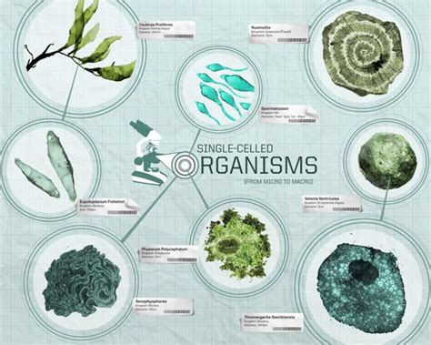 Single Celled Organisms Single Celled Organisms Body Systems Behance