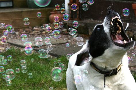 20 Dogs Totally Freaking Out Over Bubbles Dogs Bubble Dog Dog Love