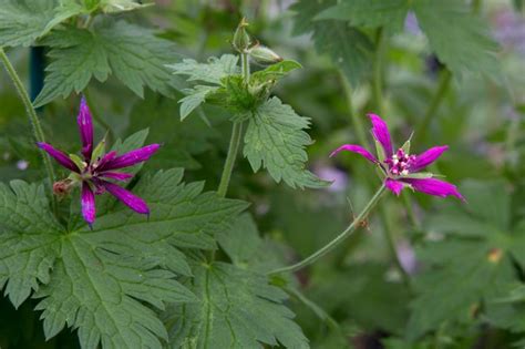 Fast Growing Perennials Bbc Gardeners World Magazine