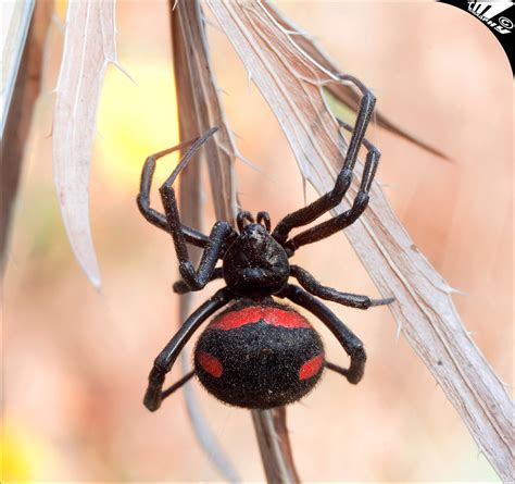 Latrodectus Mactans Tredecimguttatus Aka Mediterranean Bla Flickr