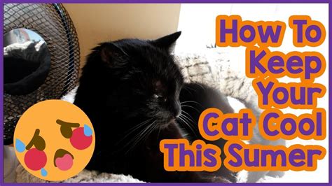 How to keep your cat cool in the summer. How to Keep Your Cat Cool in Summer! 5 Tips on Keeping ...
