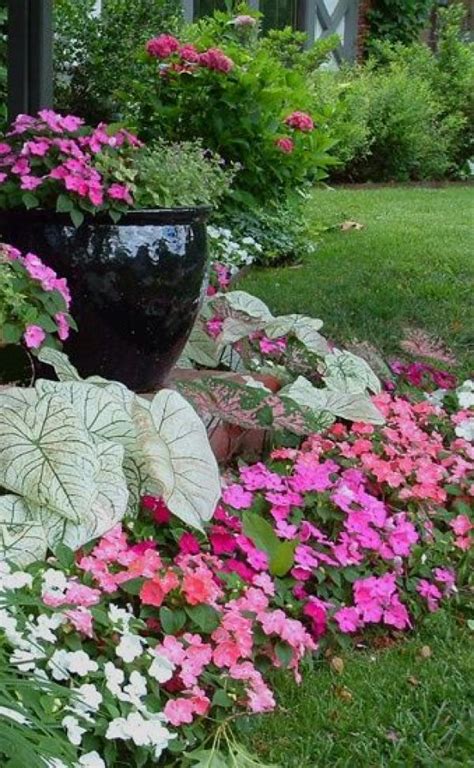 Begonia 50 Beautiful Images For Home And Garden Decoration And Tips