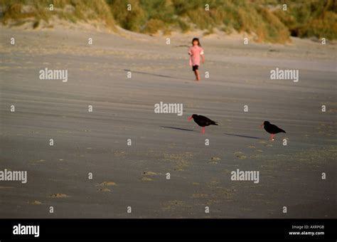 Sandfly Bay With Birds And Kid Otago Peninsula Near Dunedin Otago South Island New Zealand Stock