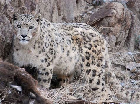 Leopards Moving Into Snow Leopard Mountain Territory On Tibetan Plateau