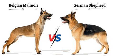 Belgian Malinois Vs German Shepherd Detailed Comparison