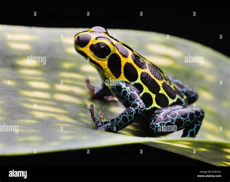 Peru Amazon Rainforest Poison Dart Frog Ranitomeya Imitator Small