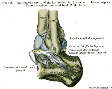 Ankle Joint Talocrural Prohealthsys