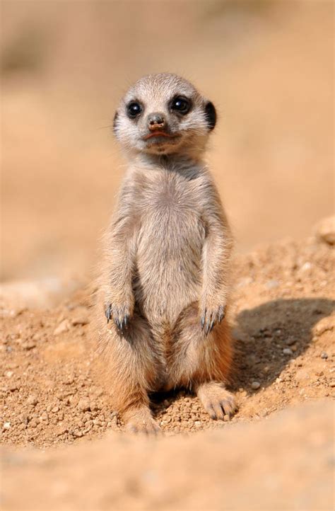 Funny Cool Pictures The Most Adorable Baby Meerkat Photos