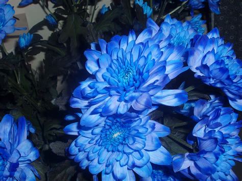 Blue Chrysanthemum Flickr Photo Sharing