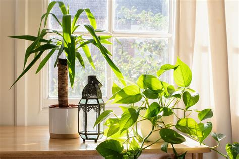 How To Keep Your Houseplants Healthy