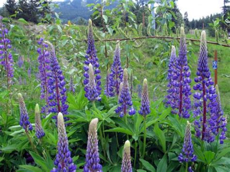 התגיות והקישורים מועלים עי הגולשים , אם מצאתם תוכן בלתי הולם , צרו איתנו קשר לבירור הנושא. הולנד תצלומים - תמונות נבחרות של הולנד, אירופה - ‪Tripadvisor‬