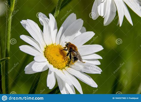 Springtime Daisy And Bee In Wildflower Meadow In Dorset Stock Photo