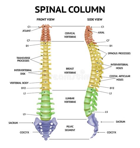 Spine Anatomy Chart