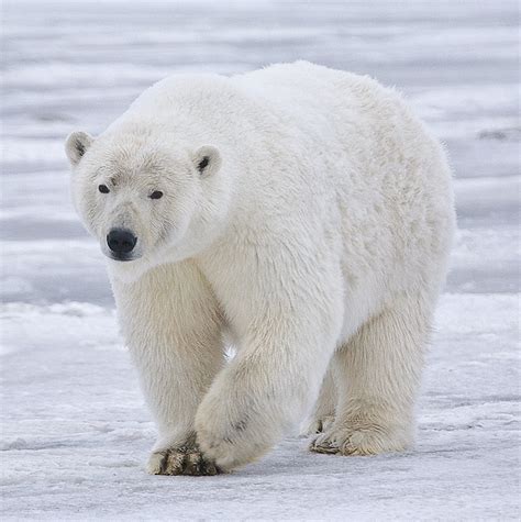 Polar Bear Simple English Wikipedia The Free Encyclopedia