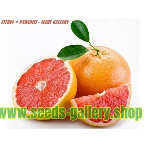 Crveni Grejpfrut Seme (Citrus × paradisi) - Cena €3.35