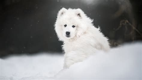 White Samoyed Dog On Snow Hd Dog Wallpapers Hd Wallpapers Id 69576