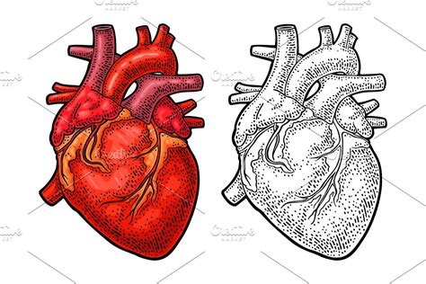 Human Anatomy Heart Vector Color Human Heart Drawing Engraving