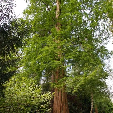 Metasequoia Glyptostroboides Dawn Redwood Trees And Specimens Fron Goch