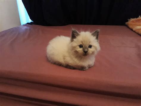 My Precious Mini Loaf Rcatloaf