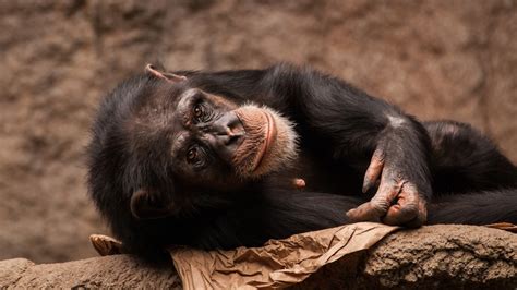 Chimpanzees Recognize Butts Like Humans Recognize Faces Scientists Say