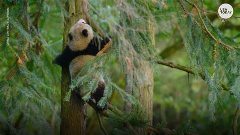 Giant Pandas Are No Longer Endangered Re Classified As Vulnerable