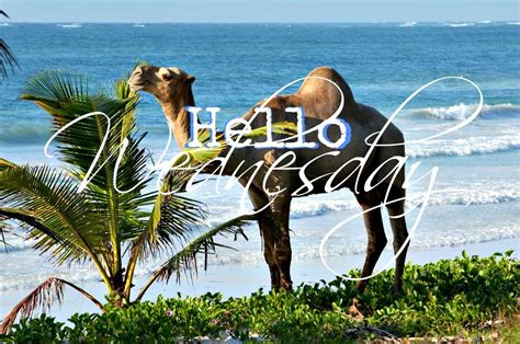 Happy Wednesday Coastal Lovers ~ Wednesday Hump Day Wednesday Coffee
