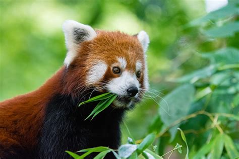 Panda Roux 5 Choses à Savoir Sur Cet Animal Vraiment Trop Mignon