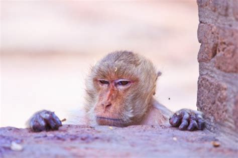 ᐈ Finger Monkeys Stock Pictures Royalty Free Simian Images Download