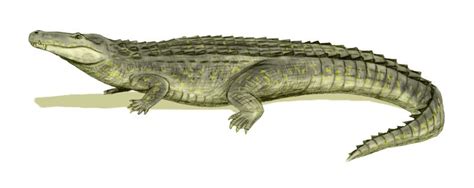 Purussaurus brasiliensis es un género extinto de cocodriliano. Purussaurus