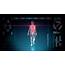 Futuristic Interface Display Of Full Body Scan With Human Anatomy 